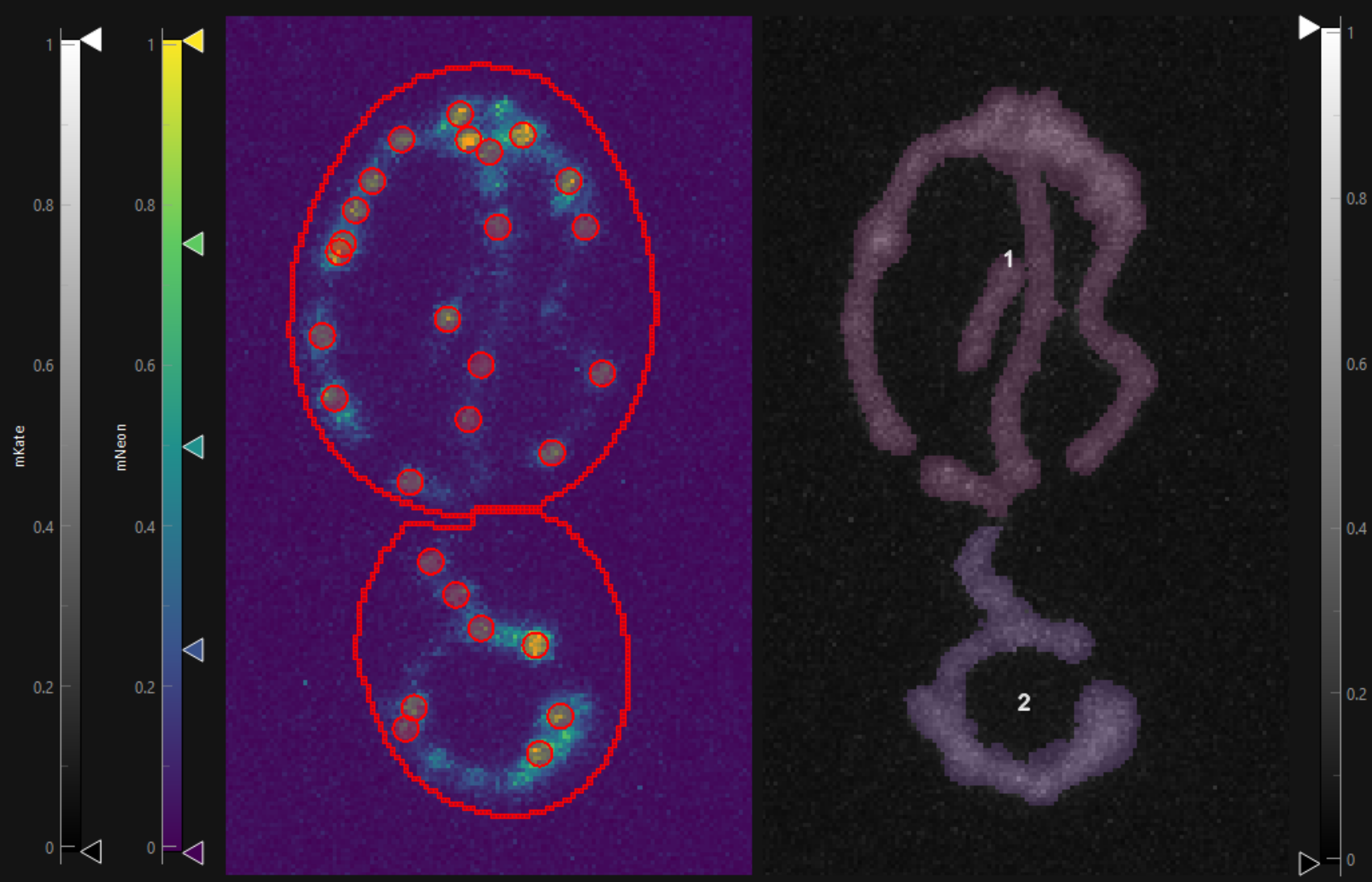 _images/Anika_mito_yeast.png