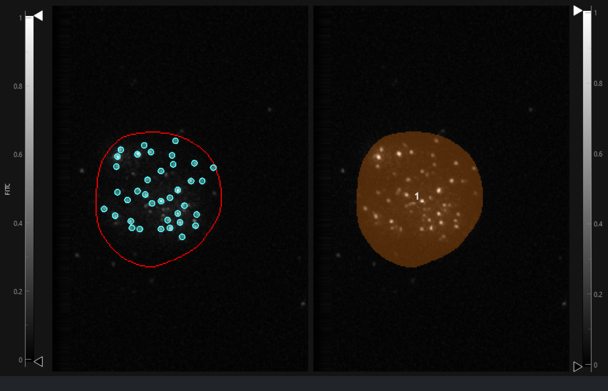 _images/Jette_stem_cells_telomeres.png